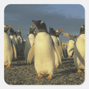Gentoo Penguins, (Pygoscelis papua), Falkland Square Sticker