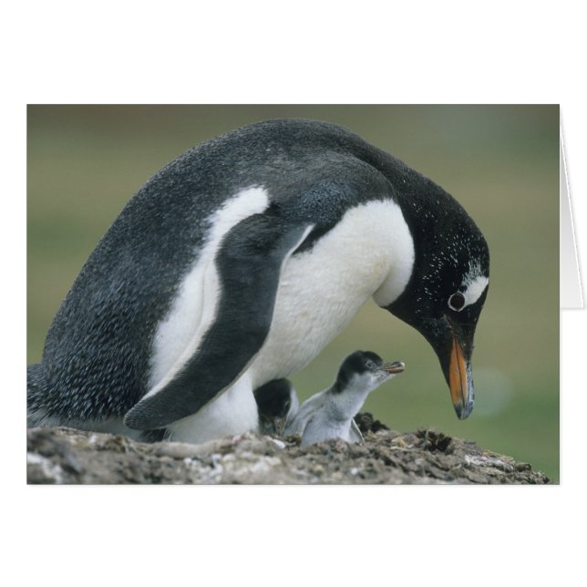 Gentoo Penuin, (Pygoscelis papua), Falkland (Front Horizontal)