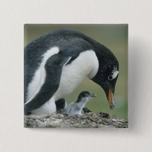 Gentoo Penuin, (Pygoscelis papua), Falkland 15 Cm Square Badge