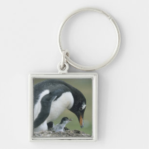 Gentoo Penuin, (Pygoscelis papua), Falkland Key Ring