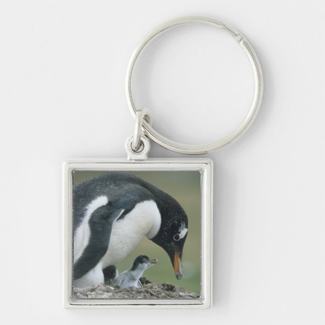 Gentoo Penuin, (Pygoscelis papua), Falkland Key Ring (Front)