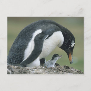 Gentoo Penuin, (Pygoscelis papua), Falkland Postcard