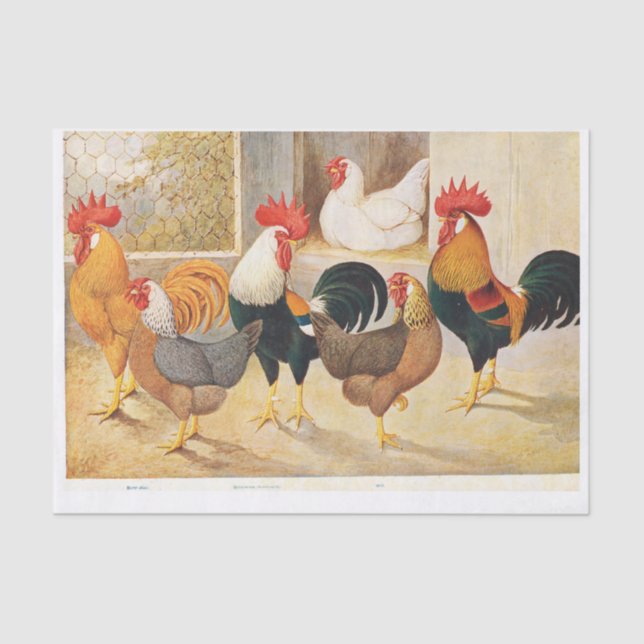 Genuine (not AI) Hens and Rooster Chickens Tissue Paper (Front)
