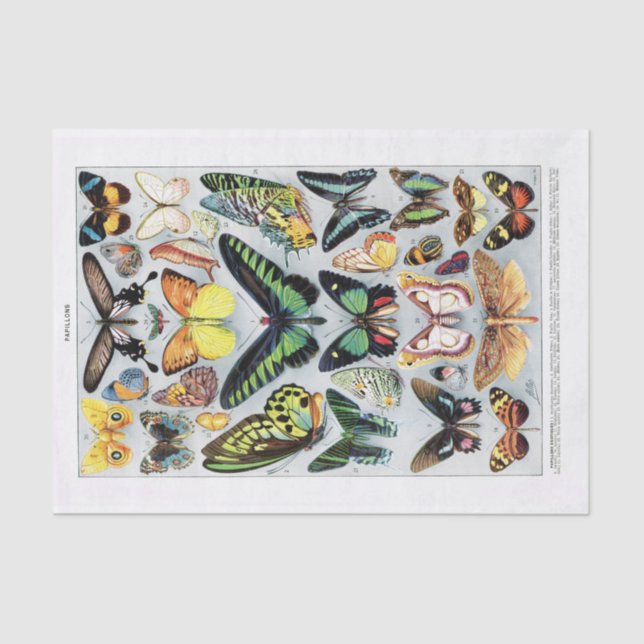 Genuine (not AI) Vintage Butterfly Chart Tissue Paper (Front)