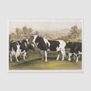 Genuine (not AI) Vintage Cows in a Field Tissue Paper