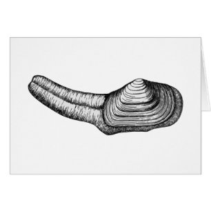 Geoduck Clam (black and white illustration)