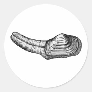 Geoduck Clam (black and white illustration) Classic Round Sticker