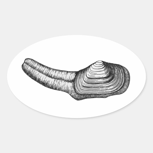 Geoduck Clam (black and white illustration) Oval Sticker (Front)