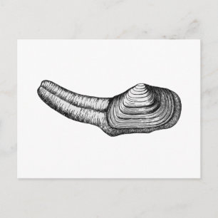 Geoduck Clam (black and white illustration) Postcard