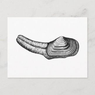 Geoduck Clam (black and white illustration) Postcard