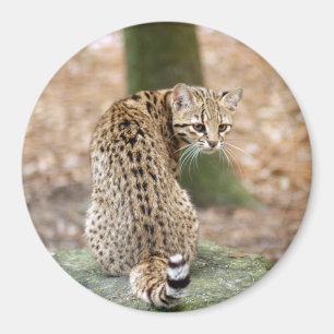 geoffroy-cat-004 magnet