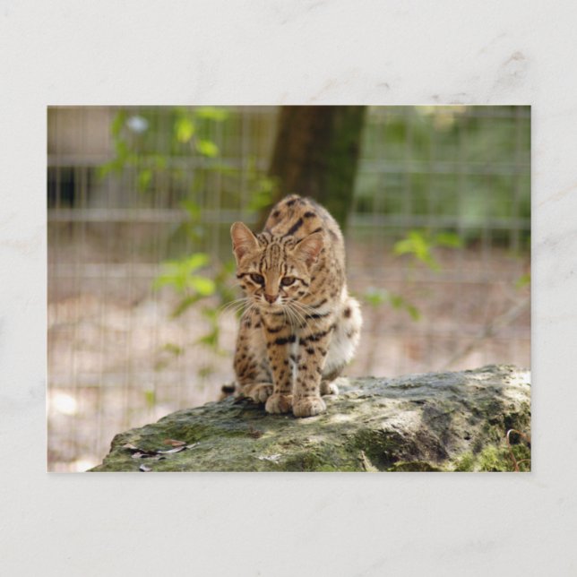 geoffroy-cat-020 postcard (Front)