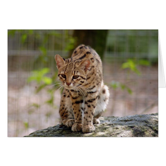 geoffroy-cat-021 (Front Horizontal)