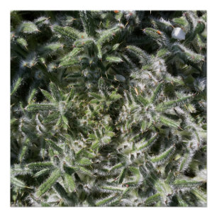 geometrical wild plant poster