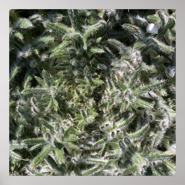 geometrical wild plant poster (Front)