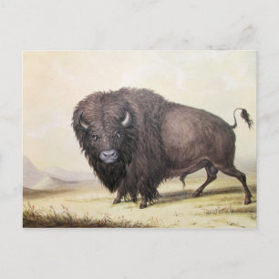 George Catlin - Bull Buffalo Postcard