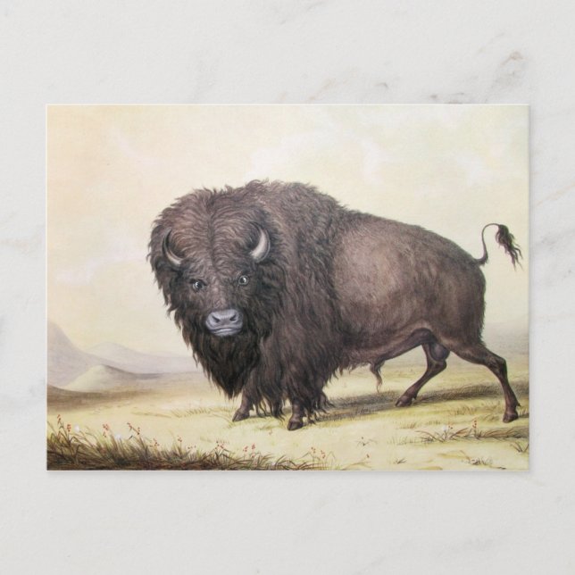 George Catlin - Bull Buffalo Postcard (Front)