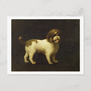 George Stubbs A Water Spaniel, 1769 (oil on canv Postcard