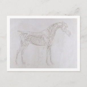 George Stubbs   Illustration from 'The Anatomy of  Postcard