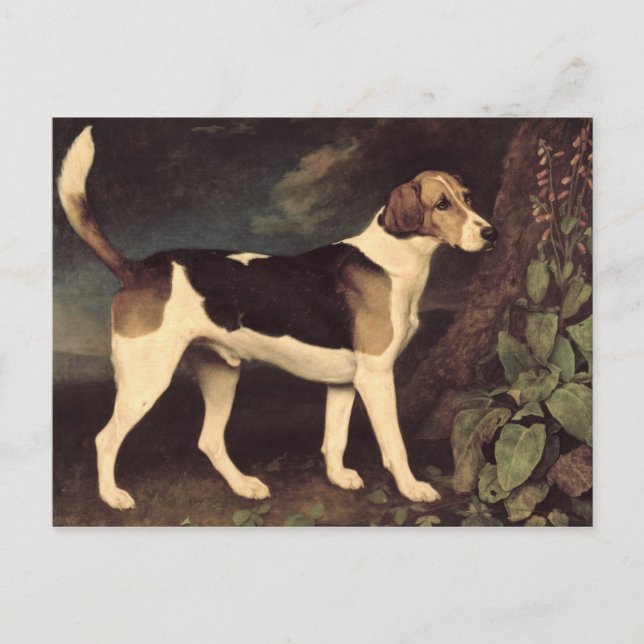 George Stubbs | Ringwood, a Brocklesby Foxhound, 1 Postcard (Front)