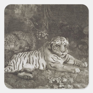 George Stubbs   Two Tygers, engraved by the artist Square Sticker