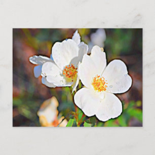 Georgia Cherokee Rose Postcard