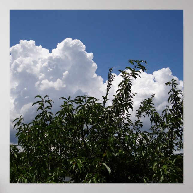 Georgia Peach Tree Fluffy White Clouds Poster (Front)
