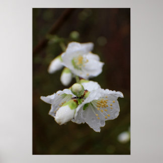 Georgia Rose in the Rain Poster