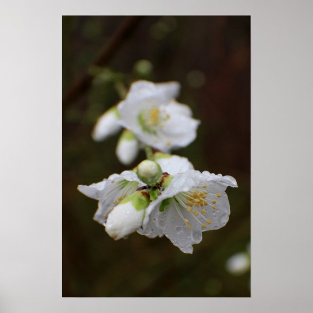 Georgia Rose in the Rain Poster (Front)