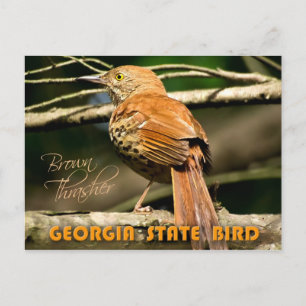 Georgia State Bird - Brown Thrasher Postcard