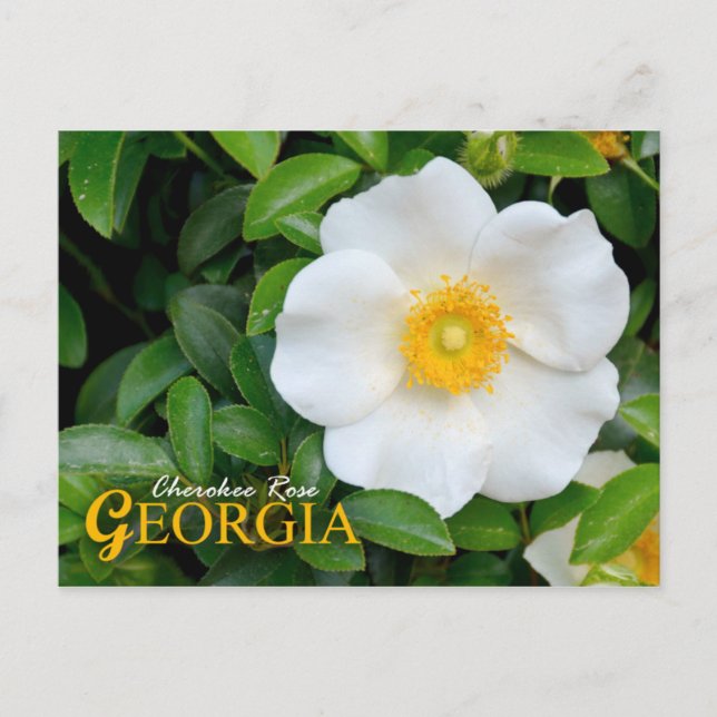 Georgia State Flower: Cherokee Rose Postcard (Front)
