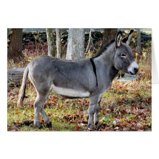 Georgie (Front Horizontal)