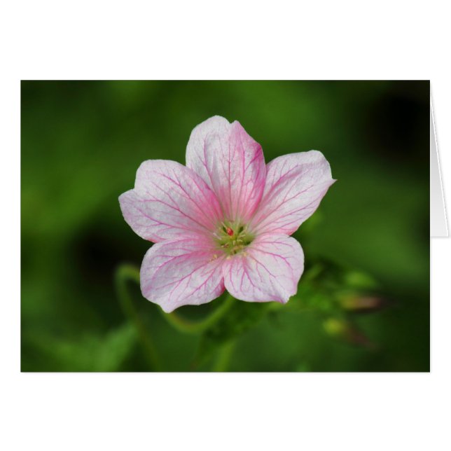 Geranium (Front Horizontal)