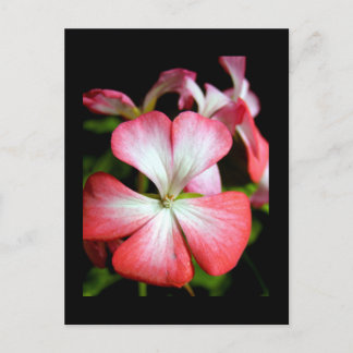 Geranium 'Alberta' Postcard