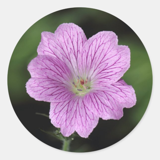 Geranium Endressii Classic Round Sticker (Front)