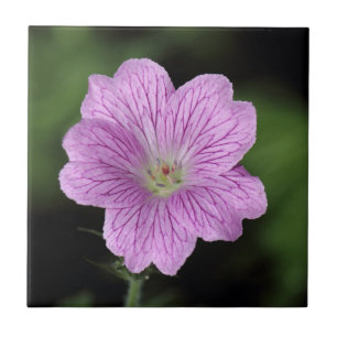 Geranium Endressii Tile