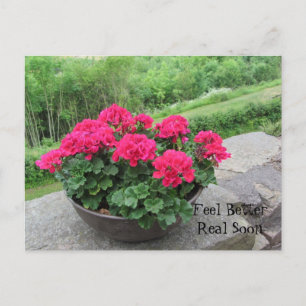 Geranium - Feel Better Soon Postcard