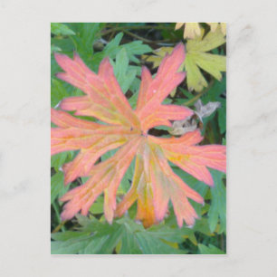 Geranium Leaf Postcard