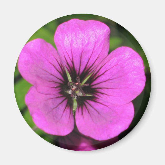 Geranium Magnet (Front)