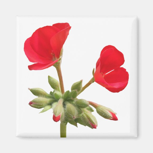 Geranium Magnet (Front)