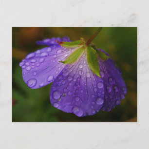 Geranium Postcard
