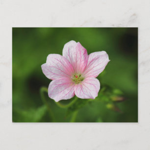 Geranium Postcard