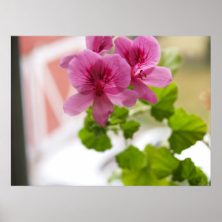 geranium poster