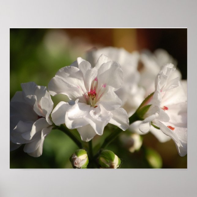 Geranium Poster (Front)