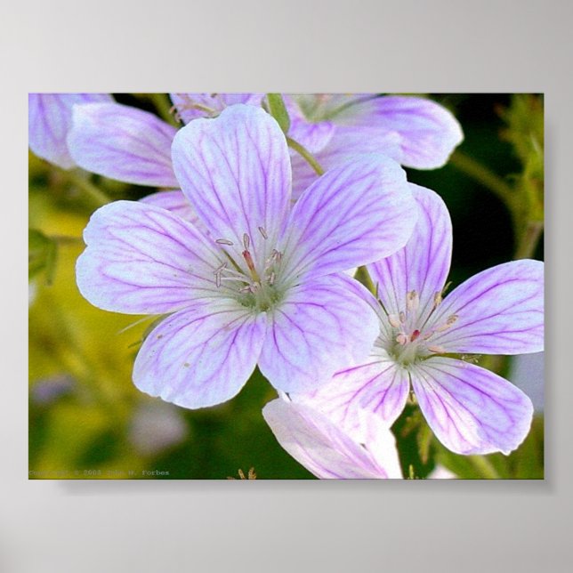 Geranium Poster (Front)