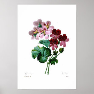 Geranium varieties poster