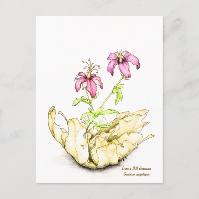 Geranium wildflower watercolor postcard (Front)
