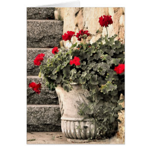 Geraniums