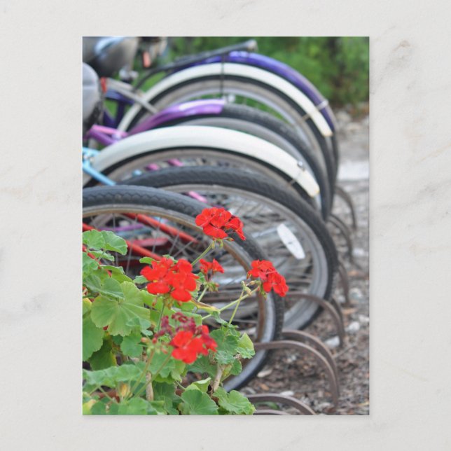 Geraniums and Bicycles Postcard (Front)