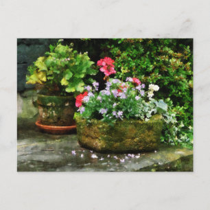 Geraniums and Lavender Flowers on Stone Steps Postcard